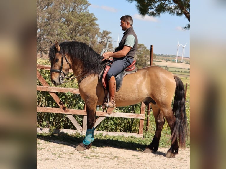 Lusitano Mix Stallone 4 Anni 153 cm Falbo in Husby