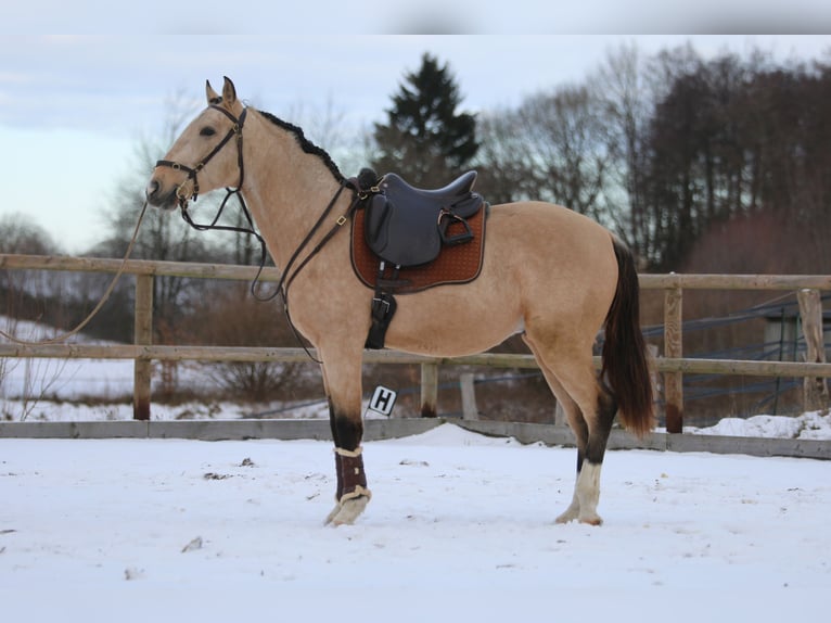 Lusitano Stallone 4 Anni 153 cm Pelle di daino in Postfeld
