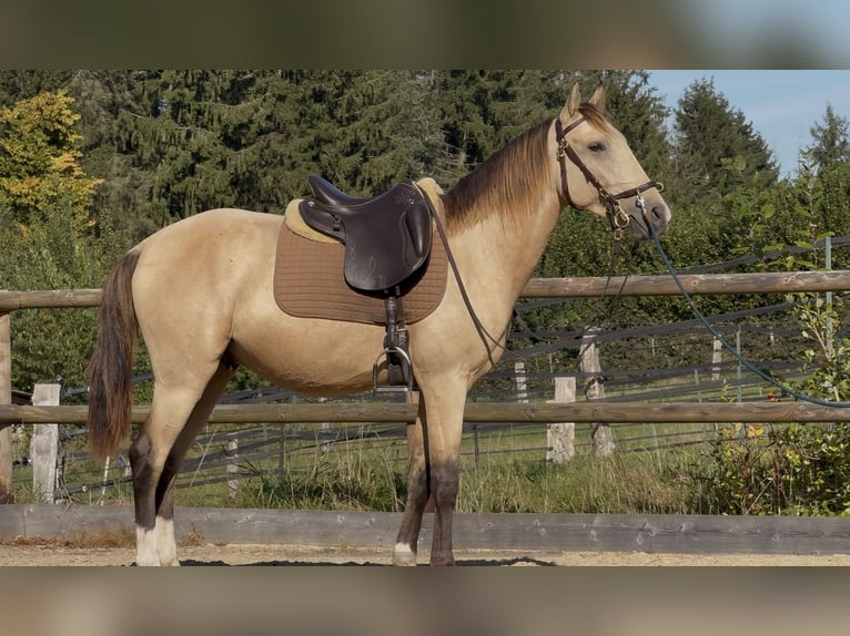 Lusitano Stallone 4 Anni 153 cm Pelle di daino in Postfeld