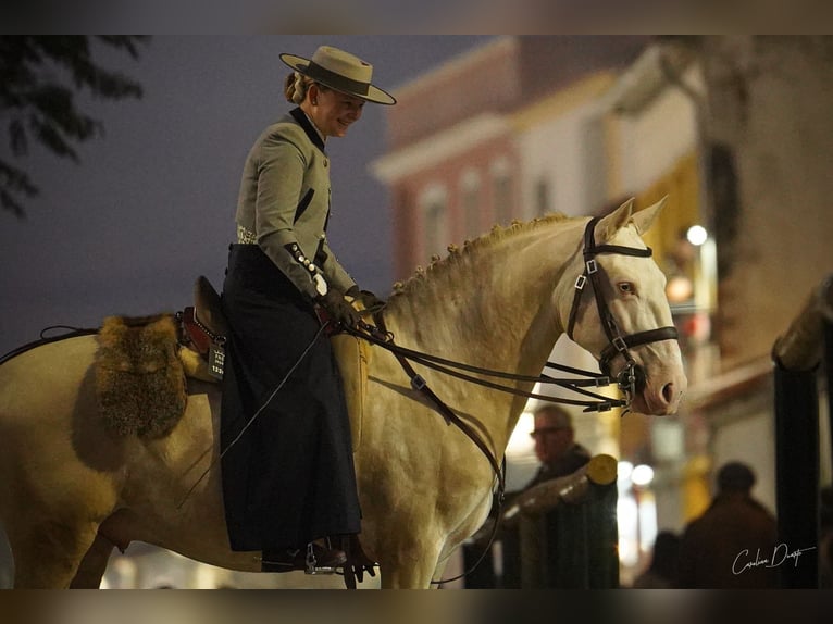 Lusitano Stallone 4 Anni 155 cm Cremello in Rio Maior