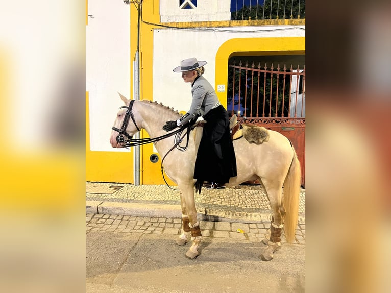 Lusitano Stallone 4 Anni 155 cm Cremello in Rio Maior