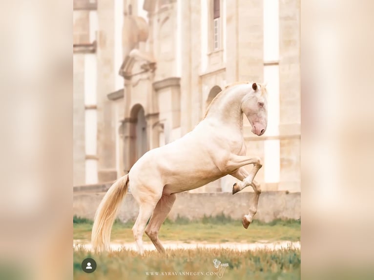 Lusitano Stallone 4 Anni 155 cm Cremello in Rio Maior