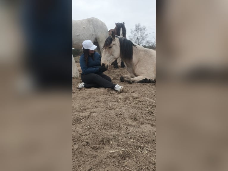 Lusitano Stallone 4 Anni 155 cm Pelle di daino in Buckow