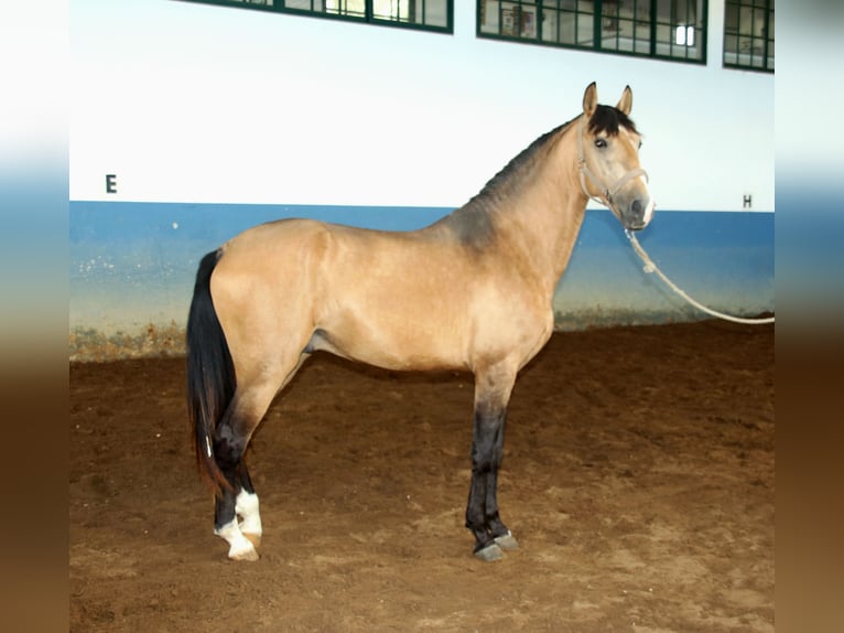 Lusitano Stallone 4 Anni 157 cm Pelle di daino in Lisboa