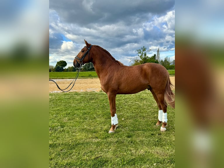 Lusitano Stallone 4 Anni 157 cm Sauro in Hamburg
