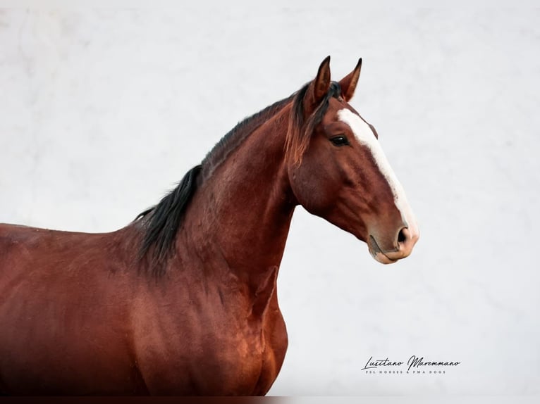 Lusitano Stallone 4 Anni 158 cm Baio in Santarém