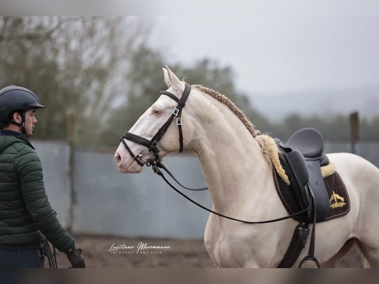 Lusitano Stallone 4 Anni 158 cm Cremello in RIO MAIOR