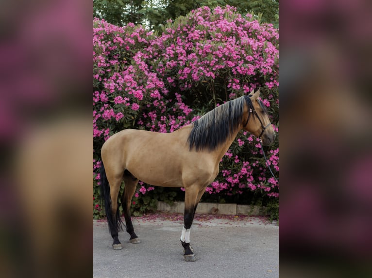 Lusitano Stallone 4 Anni 158 cm Falbo in Vila Viçosa