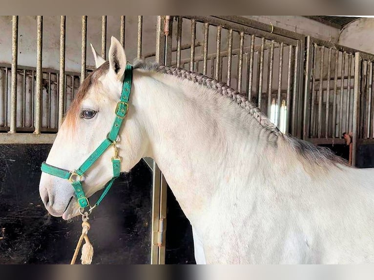 Lusitano Stallone 4 Anni 158 cm Grigio in Jerez