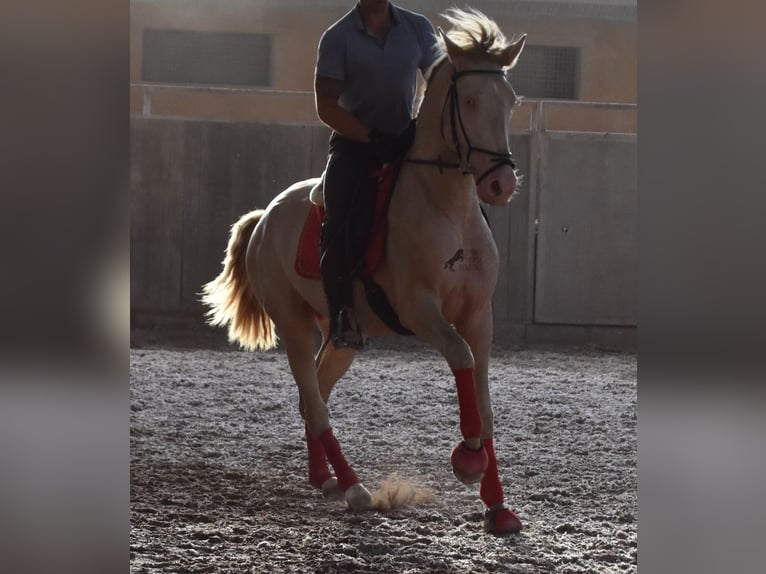 Lusitano Stallone 4 Anni 159 cm Cremello in Mallorca