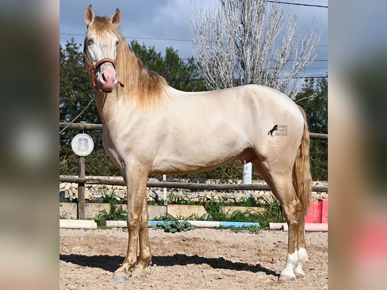 Lusitano Stallone 4 Anni 159 cm Cremello in Mallorca