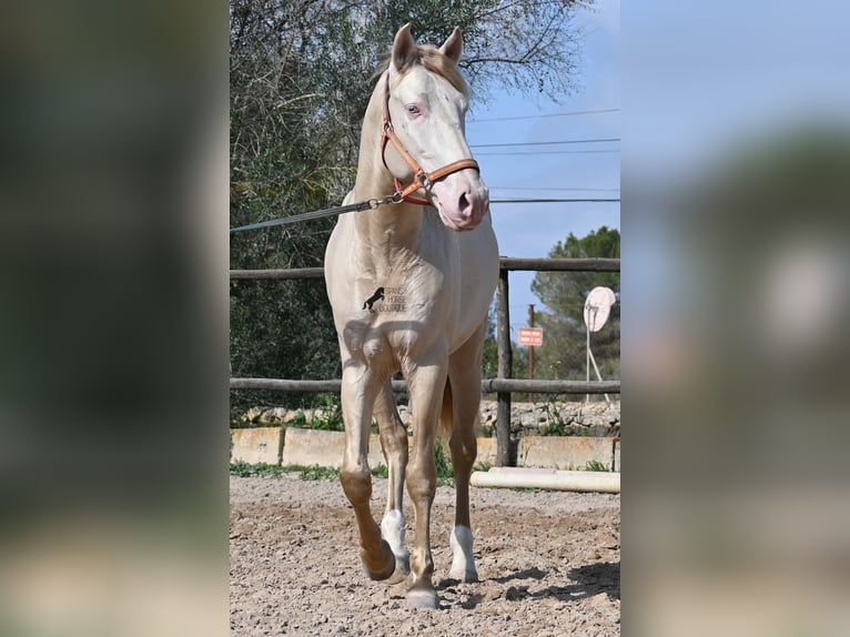 Lusitano Stallone 4 Anni 159 cm Cremello in Mallorca