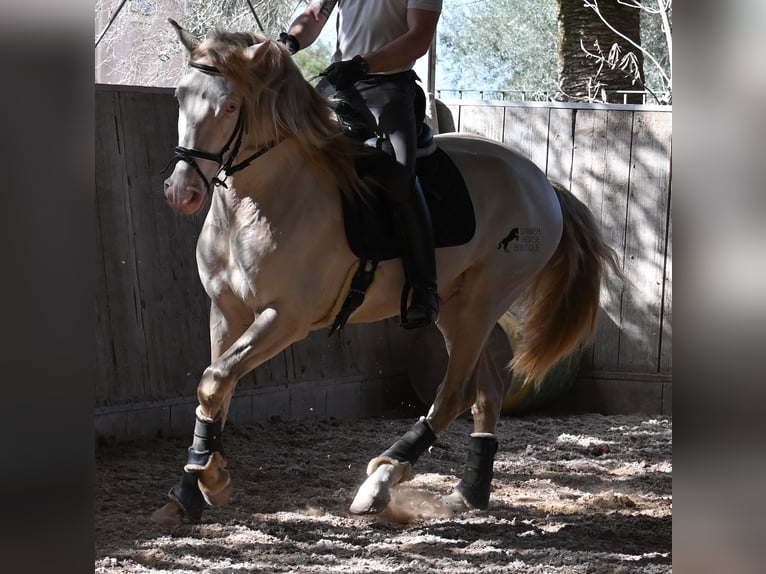 Lusitano Stallone 4 Anni 159 cm Cremello in Mallorca