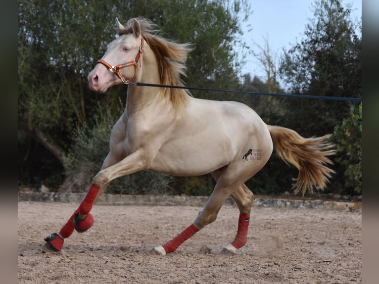 Lusitano Stallone 4 Anni 159 cm Cremello in Mallorca