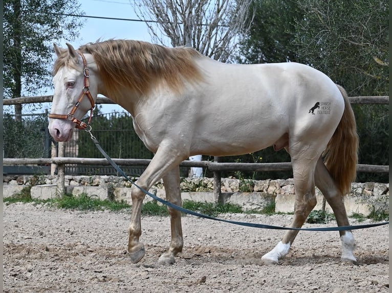 Lusitano Stallone 4 Anni 159 cm Cremello in Mallorca