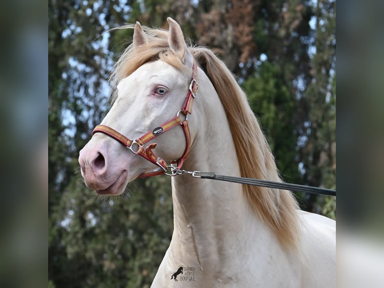 Lusitano Stallone 4 Anni 159 cm Cremello in Mallorca