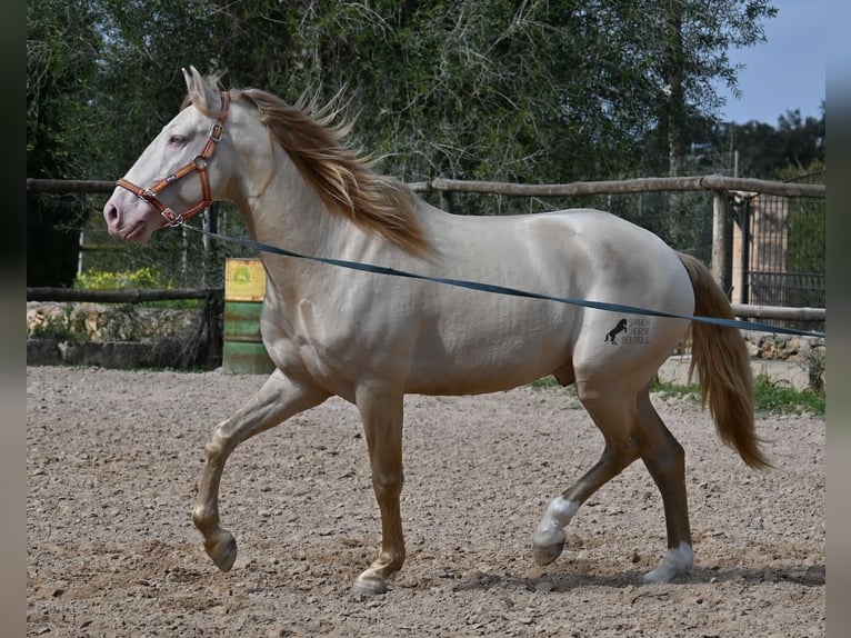 Lusitano Stallone 4 Anni 159 cm Cremello in Mallorca