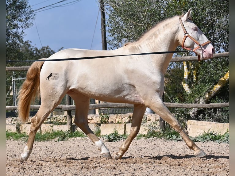 Lusitano Stallone 4 Anni 159 cm Cremello in Mallorca