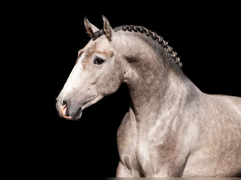 Lusitano Stallone 4 Anni 160 cm Grigio in Dalen