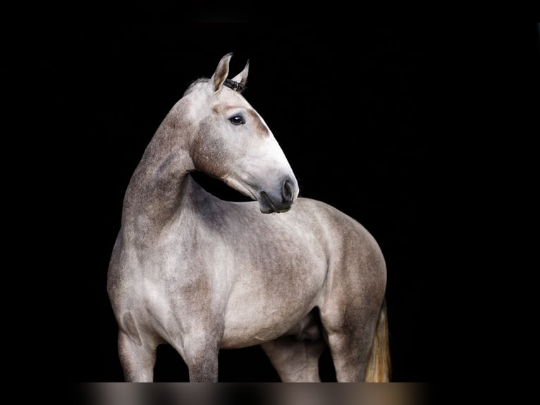 Lusitano Stallone 4 Anni 160 cm Grigio in Dalen