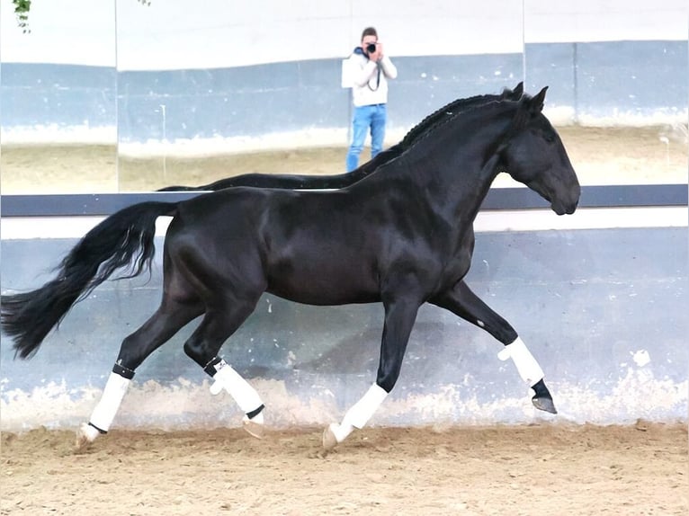 Lusitano Stallone 4 Anni 160 cm Morello in Navas Del Madroño