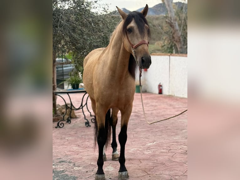 Lusitano Stallone 4 Anni 160 cm Pelle di daino in Martfeld
