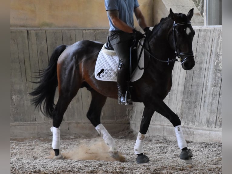 Lusitano Stallone 4 Anni 161 cm Baio in Mallorca