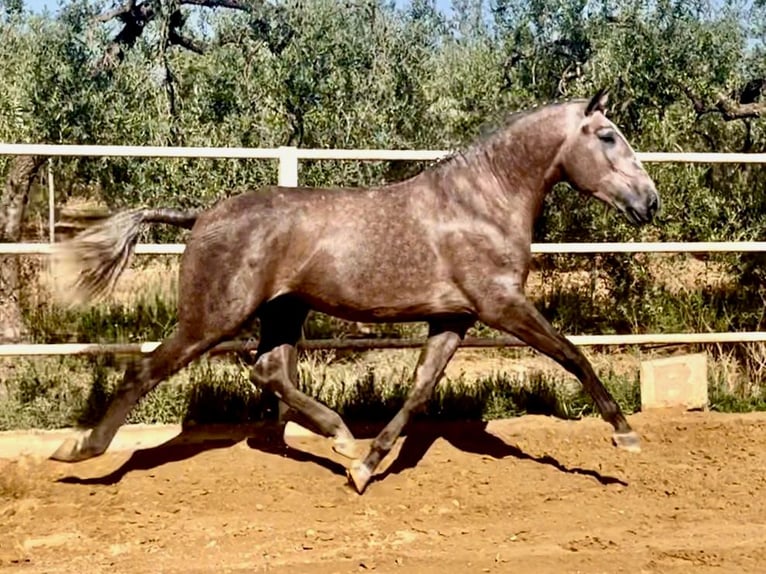 Lusitano Stallone 4 Anni 161 cm Grigio in Navas Del Madroño