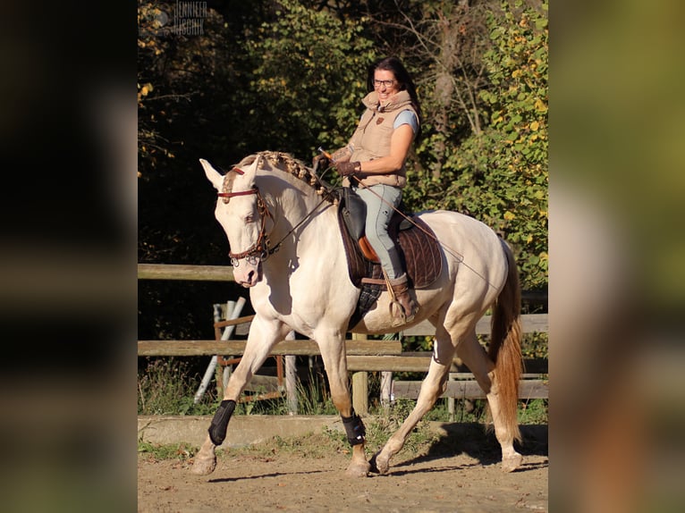 Lusitano Stallone 4 Anni 161 cm Perlino in Ergeshausen