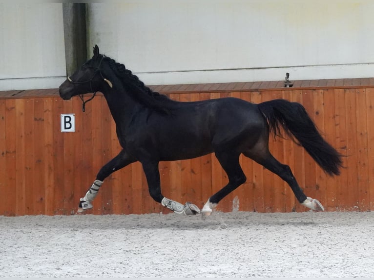 Lusitano Mix Stallone 4 Anni 162 cm Baio scuro in Heuvelland