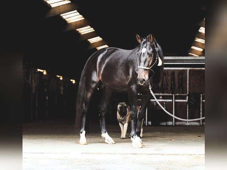 Lusitano Mix Stallone 4 Anni 162 cm Baio scuro in Heuvelland