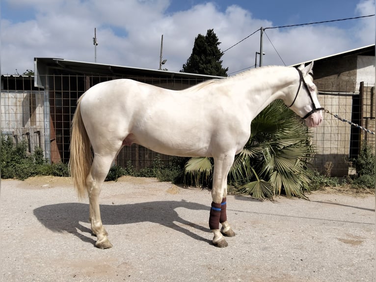 Lusitano Stallone 4 Anni 162 cm Cremello in Llombai