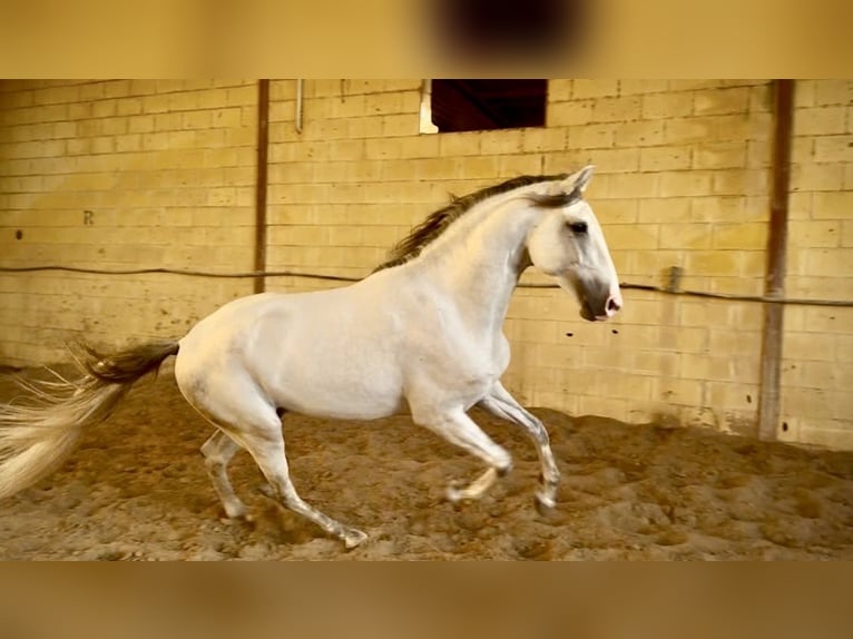 Lusitano Stallone 4 Anni 162 cm Grigio in Galaroza (Huelva)