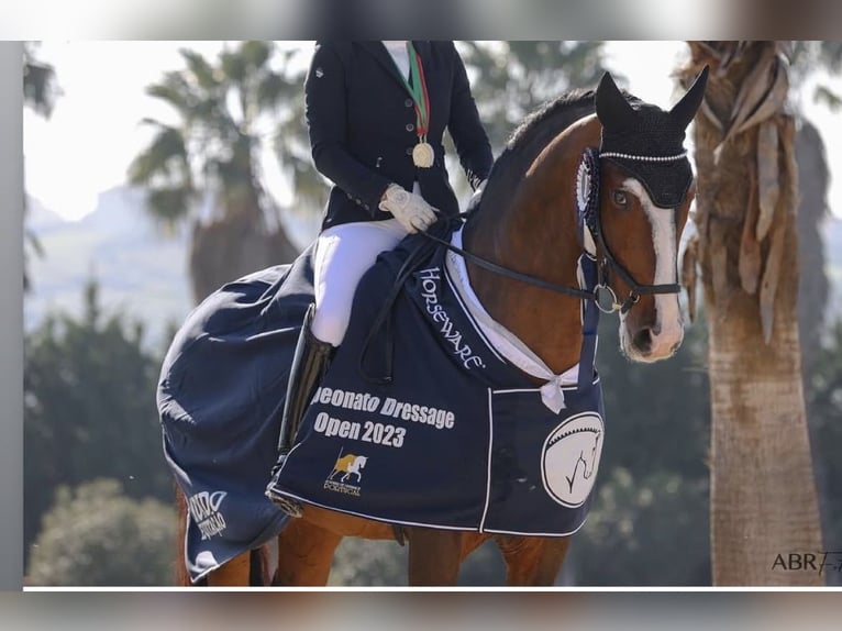 Lusitano Stallone 4 Anni 162 cm Grigio in Las Piñas