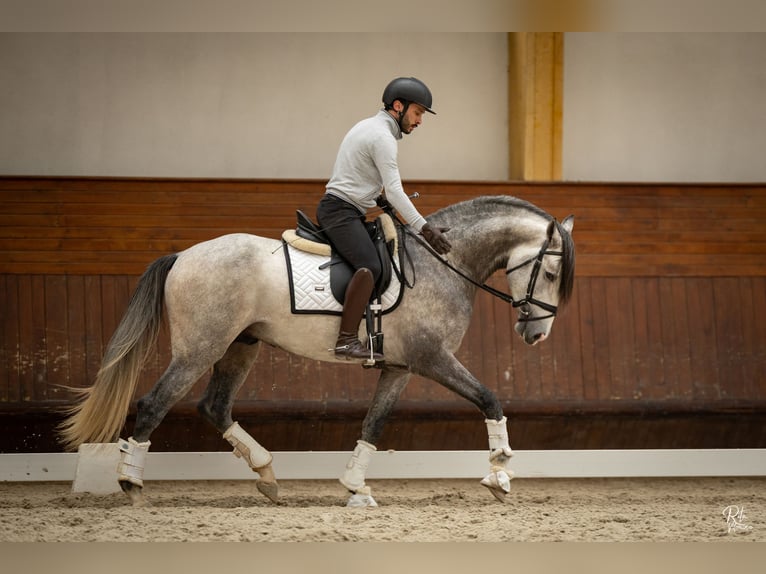 Lusitano Stallone 4 Anni 162 cm Grigio in Coruche