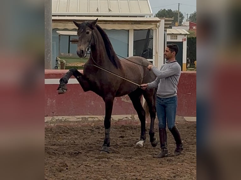 Lusitano Stallone 4 Anni 162 cm Grigio pezzato in Martfeld