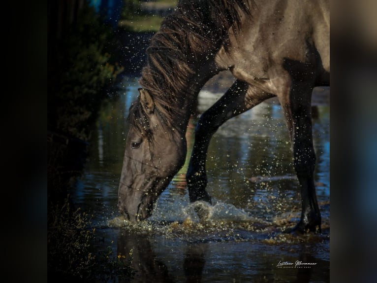 Lusitano Mix Stallone 4 Anni 162 cm Grullo in Rio-Maior