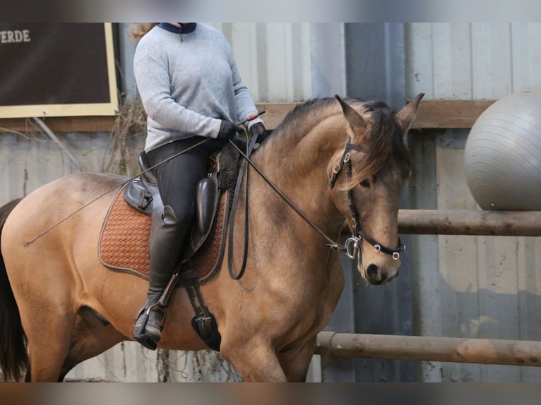 Lusitano Stallone 4 Anni 162 cm Pelle di daino in Postfeld