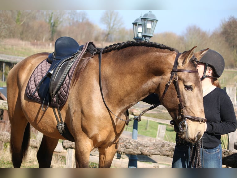 Lusitano Stallone 4 Anni 162 cm Pelle di daino in Postfeld