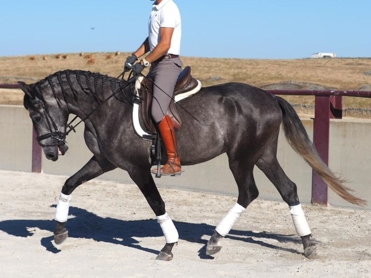 Lusitano Stallone 4 Anni 163 cm Grigio in Navas Del Madroño