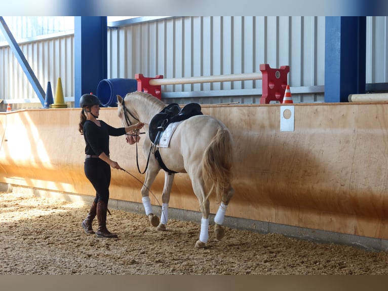 Lusitano Stallone 4 Anni 163 cm Perlino in Dirlewang