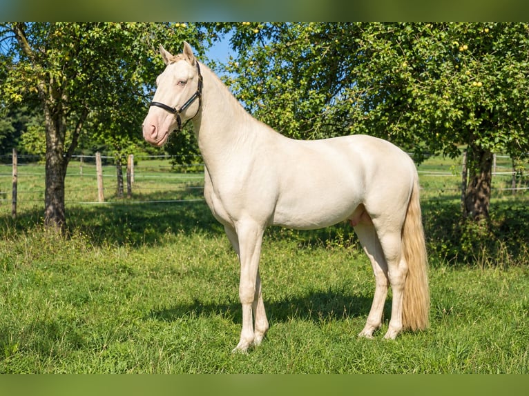 Lusitano Stallone 4 Anni 163 cm Perlino in Dirlewang