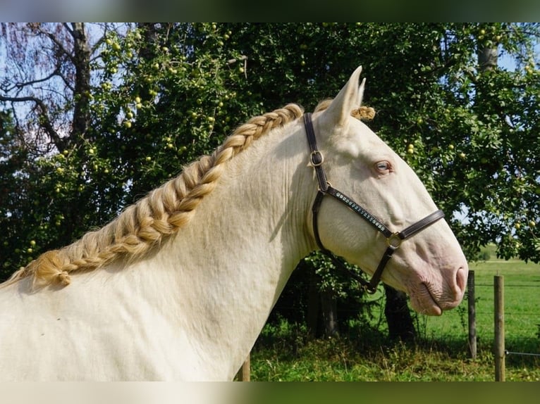 Lusitano Stallone 4 Anni 163 cm Perlino in Dirlewang