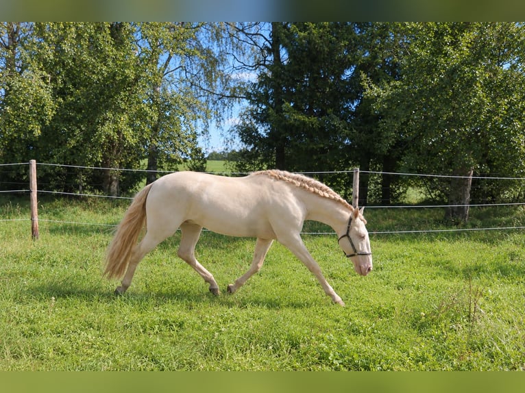 Lusitano Stallone 4 Anni 163 cm Perlino in Dirlewang