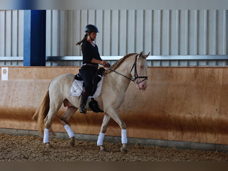 Lusitano Stallone 4 Anni 163 cm Perlino in Dirlewang