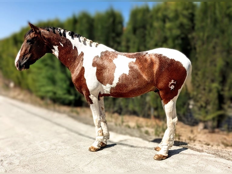 Lusitano Mix Stallone 4 Anni 163 cm Pezzato in Sevilla