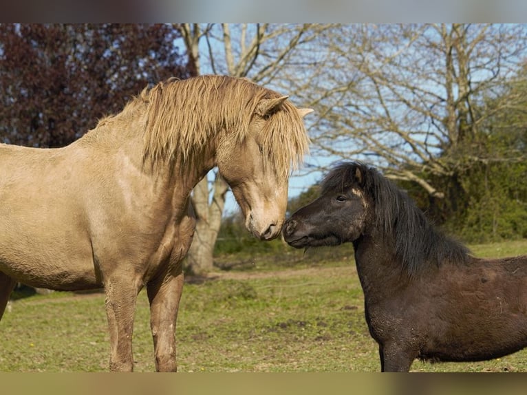 Lusitano Stallone 4 Anni 164 cm Pearl in GOVEN