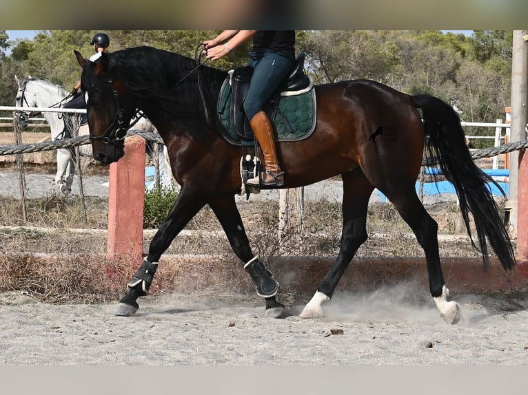 Lusitano Stallone 4 Anni 165 cm Baio in Mallorca