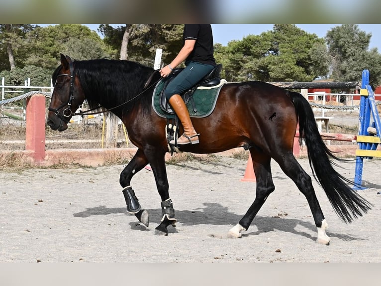 Lusitano Stallone 4 Anni 165 cm Baio in Mallorca