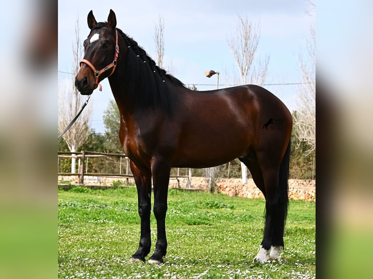 Lusitano Stallone 4 Anni 165 cm Baio in Mallorca